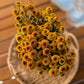 The Daisy Garden Collection
