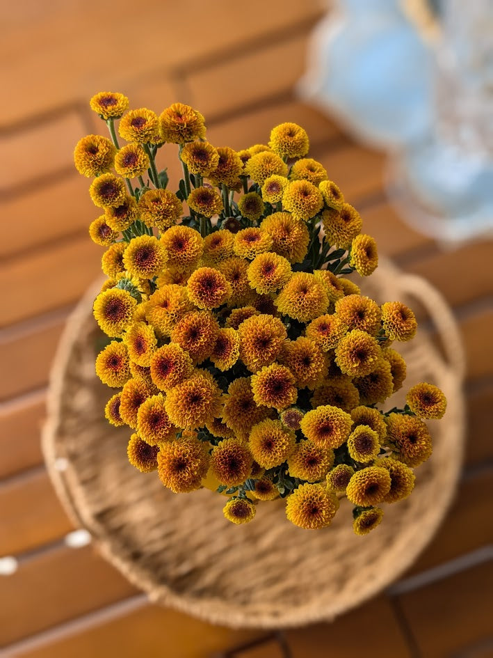 The Daisy Garden Collection