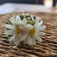 The Daisy Garden Collection
