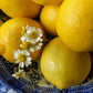 Majolica Lemon Collection